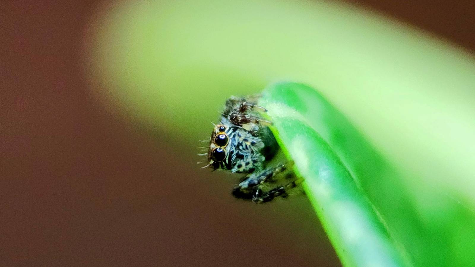 La seule fonctionnalité du téléphone qui m'intéresse maintenant est un appareil photo macro