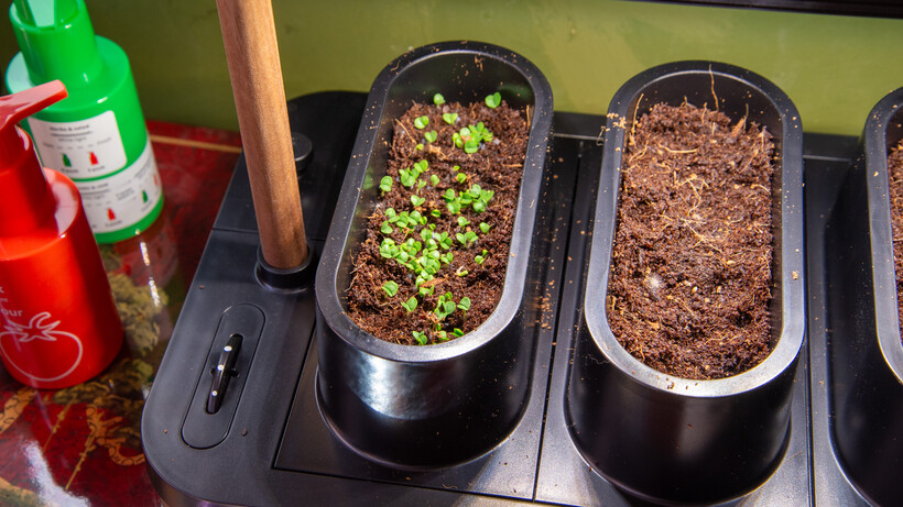 Le basilic Auk Mini commence à pousser