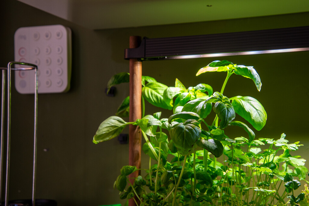 Pingouin Mini herbes