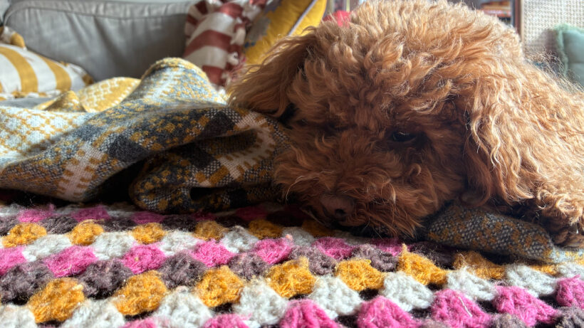 iphone-16e-photo-appareil-photo-chien