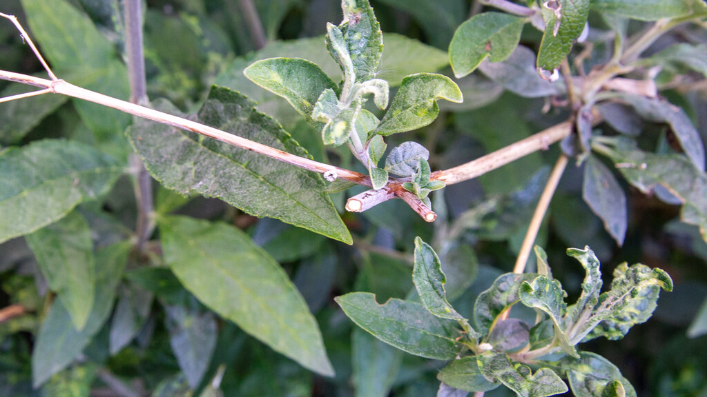 Sécateur sans fil Stihl ASA 20 coupe buddleia